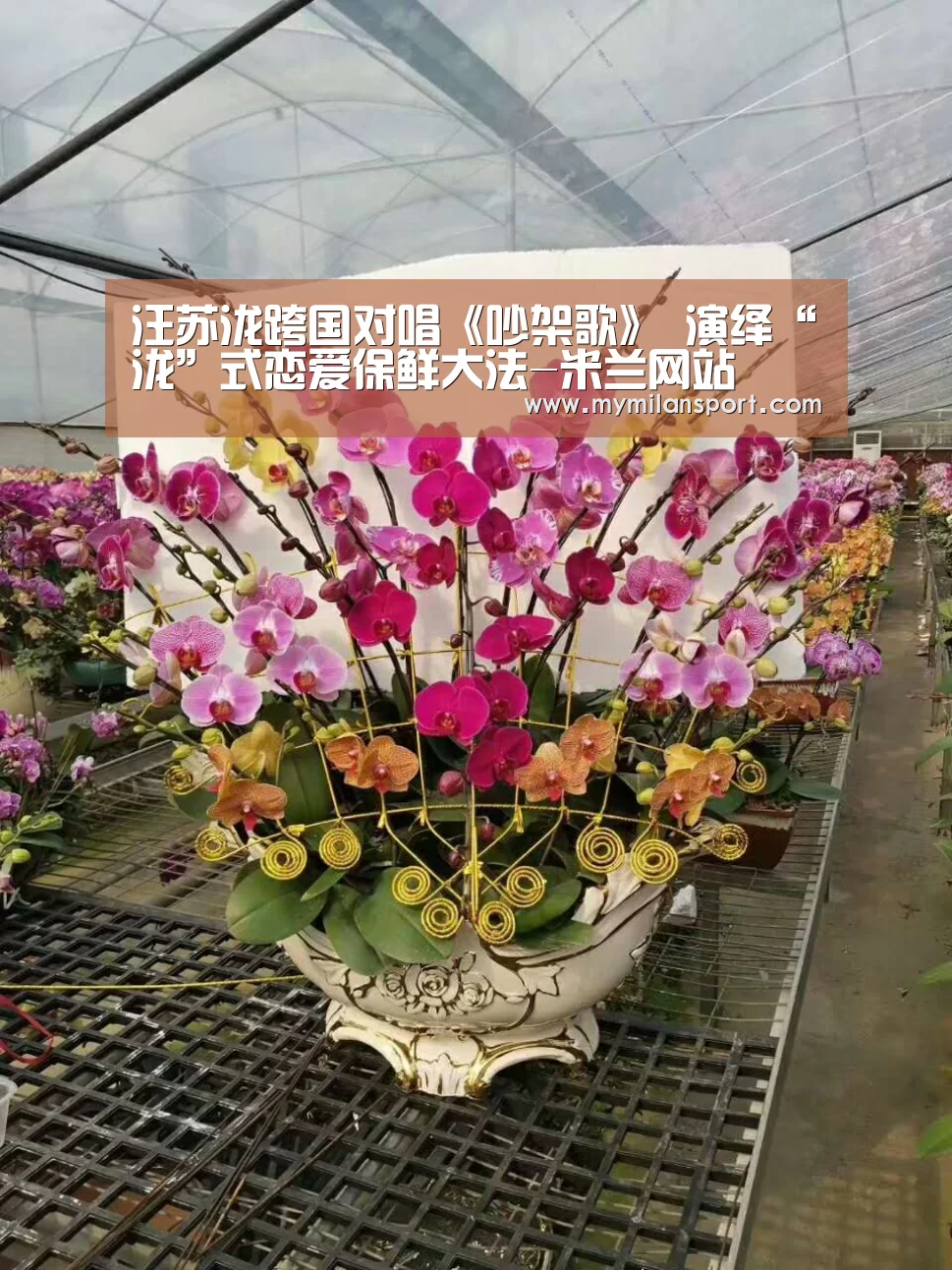 米兰直播